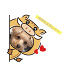マルプーのお返事♡（個別スタンプ：9）