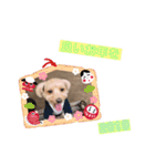 マルプーのお返事♡（個別スタンプ：12）