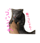 だらだらニャンコ（個別スタンプ：5）