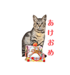 みんなのにゃんこ2（個別スタンプ：2）