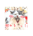 みんなのにゃんこ2（個別スタンプ：4）