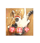 みんなのにゃんこ2（個別スタンプ：5）