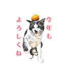 みんなのにゃんこ2（個別スタンプ：11）