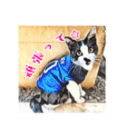 みんなのにゃんこ2（個別スタンプ：13）