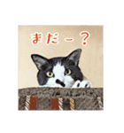 みんなのにゃんこ2（個別スタンプ：14）
