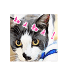みんなのにゃんこ2（個別スタンプ：15）