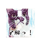 みんなのにゃんこ2（個別スタンプ：19）