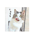 みんなのにゃんこ2（個別スタンプ：21）