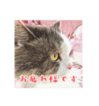 みんなのにゃんこ2（個別スタンプ：22）