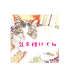 みんなのにゃんこ2（個別スタンプ：24）