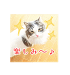 みんなのにゃんこ2（個別スタンプ：25）