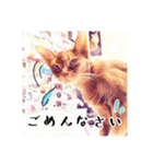 みんなのにゃんこ2（個別スタンプ：29）