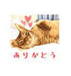 みんなのにゃんこ2（個別スタンプ：30）