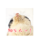 みんなのにゃんこ2（個別スタンプ：32）