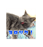 みんなのにゃんこ2（個別スタンプ：33）
