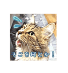 みんなのにゃんこ2（個別スタンプ：37）