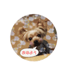 ヨーキー犬☆cocoaのスタンプ（個別スタンプ：1）