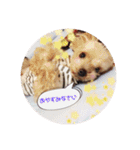 ヨーキー犬☆cocoaのスタンプ（個別スタンプ：2）