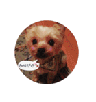 ヨーキー犬☆cocoaのスタンプ（個別スタンプ：3）