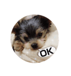 ヨーキー犬☆cocoaのスタンプ（個別スタンプ：4）