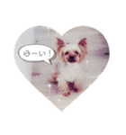 ヨーキー犬☆cocoaのスタンプ（個別スタンプ：5）