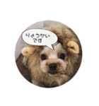 ヨーキー犬☆cocoaのスタンプ（個別スタンプ：6）