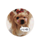 ヨーキー犬☆cocoaのスタンプ（個別スタンプ：8）