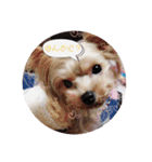 ヨーキー犬☆cocoaのスタンプ（個別スタンプ：9）