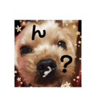 ヨーキー犬☆cocoaのスタンプ（個別スタンプ：10）