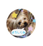 ヨーキー犬☆cocoaのスタンプ（個別スタンプ：11）
