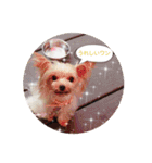 ヨーキー犬☆cocoaのスタンプ（個別スタンプ：13）