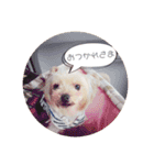 ヨーキー犬☆cocoaのスタンプ（個別スタンプ：14）