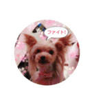 ヨーキー犬☆cocoaのスタンプ（個別スタンプ：15）