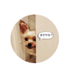 ヨーキー犬☆cocoaのスタンプ（個別スタンプ：16）