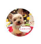 ヨーキー犬☆cocoaのスタンプ（個別スタンプ：19）