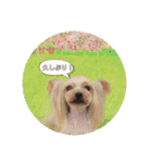 ヨーキー犬☆cocoaのスタンプ（個別スタンプ：20）