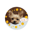ヨーキー犬☆cocoaのスタンプ（個別スタンプ：21）