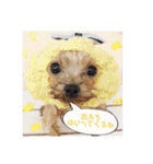 ヨーキー犬☆cocoaのスタンプ（個別スタンプ：22）