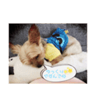ヨーキー犬☆cocoaのスタンプ（個別スタンプ：23）