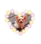 ヨーキー犬☆cocoaのスタンプ（個別スタンプ：24）