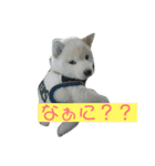 白柴のユキちゃんスタンプ（個別スタンプ：4）