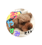 トイプードルのくろたにももちゃん（個別スタンプ：4）