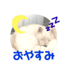 ウェスティの雑スタンプ（個別スタンプ：2）