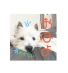 ウェスティの雑スタンプ（個別スタンプ：3）