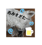 ウェスティの雑スタンプ（個別スタンプ：14）