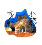 小鉄とトラとさくら（個別スタンプ：4）