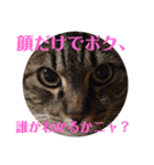 小鉄とトラとさくら（個別スタンプ：6）