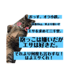 小鉄とトラとさくら（個別スタンプ：9）