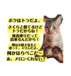 小鉄とトラとさくら（個別スタンプ：11）
