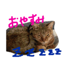 小鉄とトラとさくら（個別スタンプ：14）